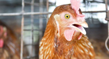 Snížená produkce vajec u kuřat